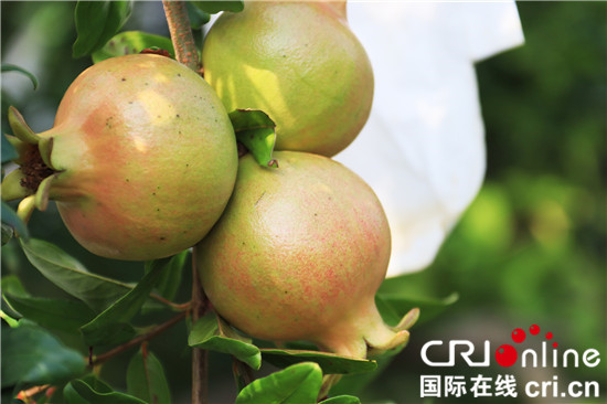 河南南阳:生态发展保一渠清水永续北送_fororder_即将成熟的软籽石榴 摄影 王小军.JPG