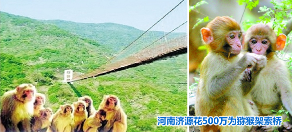 为方便猕猴&ldquo;串门探亲&rdquo;  河南济源500万架索桥