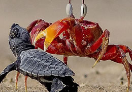 印度沙蟹欺负小海龟演绎现实版“蟹老板”