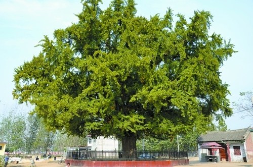 商丘一棵银杏树为西汉梁园遗存已有2千多年历史